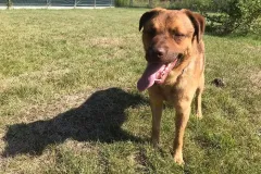 TAJSON-1